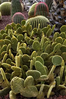 Canary Islands Prints: Bunny Ear cactus - Jardin de la Marquesa Botanical Gardens