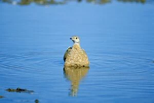Burchell s Spotted SANDGROUSE - male, belly soaking