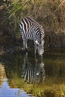 Burchellis Zebra drinking, Equus burchellii