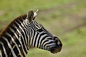Burchellis Zebra, Equus burchellii, Masai