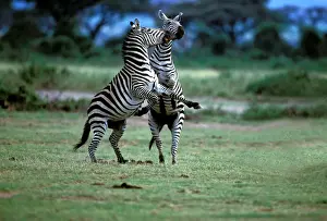 Stallions Prints: Burchell's / Common / Plain Zebra. Maasai Mara - Kenya - Africa