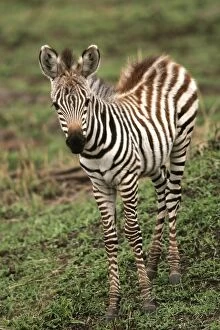 Images Dated 27th August 2004: Burchell's / Common / Plain Zebra - foal. Kenya - Africa