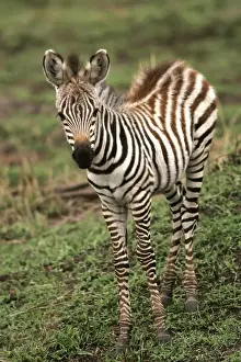 Burchell's / Common / Plain Zebra - foal. Kenya - Africa