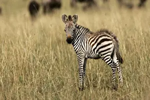 Burchell's / Common / Plain Zebra - foal. Maasai Mara - Kenya - Africa