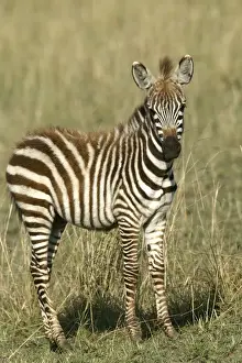 Burchell's / Common / Plain Zebra - foal. Maasai Mara - Kenya - Africa