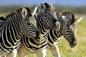 Images Dated 16th April 2005: Burchell's / Common / Plains Zebra