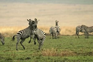 Images Dated 26th August 2003: Burchell's / Common / Plains Zebra