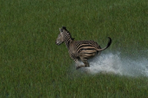 Burchells / Common / Plains Zebra - Aerial view, Galloping across water Burchells / Common / Plains Zebra - Aerial view, Galloping across water