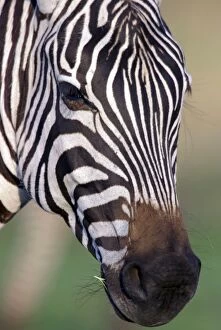 Images Dated 28th August 2003: Burchell's / Common / Plains Zebra - Close up of head