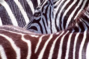 Patterns Prints: Burchell's / Common / Plains ZEBRA - close-up of coat