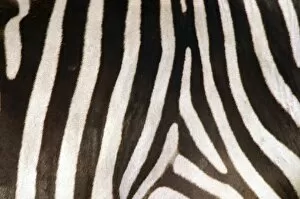 Images Dated 19th March 2008: Burchell's / Common / Plains Zebra - Close up of zebra coa