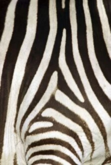 Burchells / Common / Plains Zebra - Close up of zebra coat
