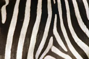 Burchell's / Common / Plains Zebra - Close up of zebra coa