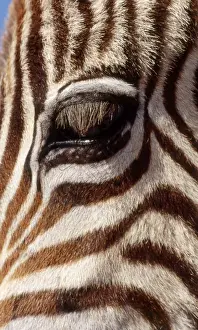 Burchell's / Common / Plains Zebra CRH 395 Close up of young zebra foal eye - Botswana Equus burchelli © Chris Harvey / ardea. com