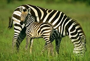 Images Dated 20th August 2009: Burchell's / Common / Plains Zebra - female & foal - Masai Mara National Reserve - Kenya JFL17470