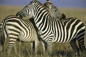 Burchells / Common / Plains ZEBRA - grooming one another