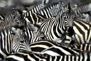 Patterns Prints: Burchell's / Common / Plains Zebra - Group together Maasai Mara, Africa