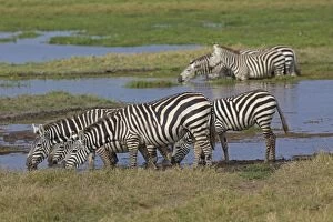 Burchells / Common / Plains Zebra herd drinking