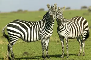 Zebras Prints: Burchell's / Common / Plains Zebra LA 638 Equus burchelli © J