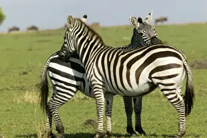 Burchell's / Common / Plains Zebra LA 639 Equus burchelli © J. M. Labat / ardea. com