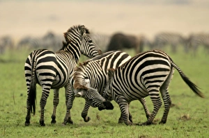 Images Dated 26th August 2003: Burchell's / Common / Plains Zebra LA 641 Equus burchelli © J. M. Labat / ardea.com