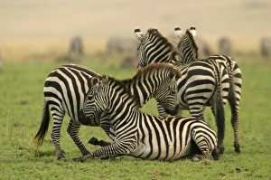 Images Dated 26th August 2003: Burchell's / Common / Plains Zebra LA 642 Equus burchelli © J. M. Labat / ardea.com