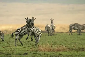 Rearing Prints: Burchell's / Common / Plains Zebra LA 643 Equus burchelli © J