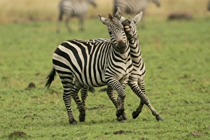 Images Dated 26th August 2003: Burchell's / Common / Plains Zebra LA 644 Equus burchelli © J. M. Labat / ardea.com