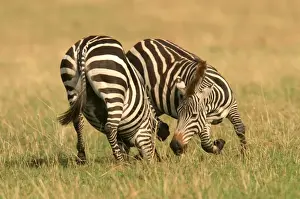 Burchell's / Common / Plains Zebra LA 645 Equus burchelli © J. M. Labat / ardea. com
