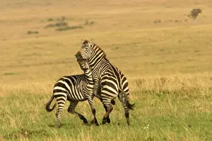 Rearing Prints: Burchell's / Common / Plains Zebra LA 646 Equus burchelli © J
