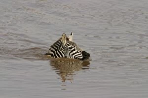 Images Dated 28th August 2003: Burchell's / Common / Plains Zebra LA 647 Swimming in water Equus burchelli © J. M. Labat / ardea