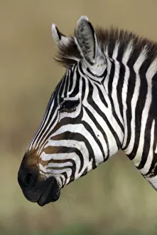 World Wildlife Prints: Burchell's / Common / Plains Zebra LA 649 Equus burchelli © J