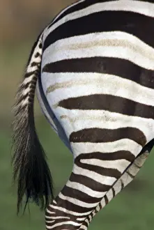 Zebras Prints: Burchell's / Common / Plains Zebra LA 650 Close up of rear end Equus burchelli © J