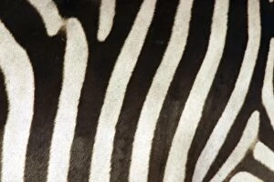 Patterns Collection: Burchell's / Common / Plains Zebra LA 651 Close up of zebra coat Equus burchelli © J. M