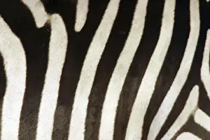 Patterns Prints: Burchell's / Common / Plains Zebra LA 651 Close up of zebra coat Equus burchelli © J