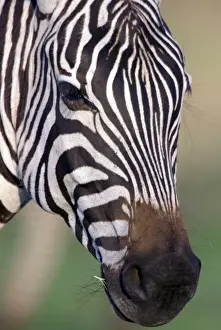 Texture Prints: Burchell's / Common / Plains Zebra LA 655 Close up of head Equus burchelli © J