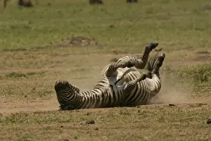 Upside Down Prints: Burchell's / Common / Plains Zebra LA 656 Rolling in dust Equus burchelli © J