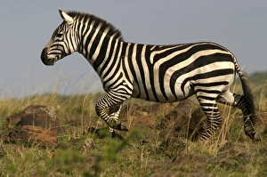 Images Dated 3rd September 2003: Burchell's / Common / Plains Zebra LA 657 Equus burchelli © J. M. Labat / ardea.com