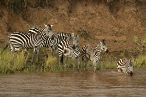 Images Dated 3rd September 2003: Burchell's / Common / Plains Zebra LA 658 Crossing river Equus burchelli © J. M. Labat / ardea.com