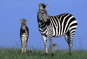Images Dated 28th November 2005: Burchell's / Common / Plains Zebra - Maasai Mara, Africa