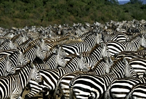 Images Dated 28th November 2005: Burchell's / Common / Plains Zebra - Maasai Mara, Africa