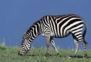 Images Dated 28th November 2005: Burchell's / Common / Plains Zebra - Maasai Mara, Africa
