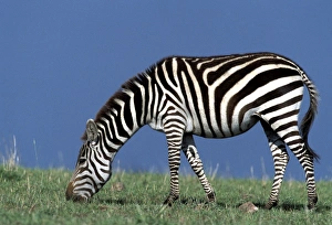 Images Dated 28th November 2005: Burchell's / Common / Plains Zebra - Maasai Mara, Africa