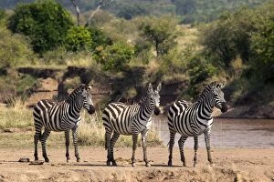 Burchells / Common / Plains Zebra - Three standing together