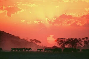 Herd Gallery: Burchell's / Common / Plains Zebra - at sunset