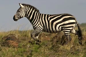 Images Dated 3rd September 2003: Burchell's / Common / Plains Zebra - side view