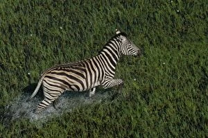 Burchells / Common / Plains Zebra - Walking across water