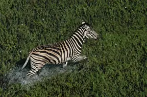 Splashing Prints: Burchell's / Common / Plain's Zebra - Walking across water Okavango delta