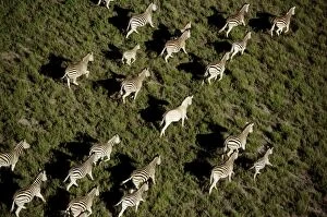 Aerials Collection: Burchell's / Common / Plains Zebras CRH 941 RF M Aerial view of migrating zebra Makgadikgadi Pans