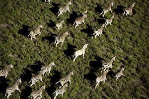 Stand Out Collection: Burchell's / Common / Plains Zebras CRH 941 RF M Aerial view of migrating zebra Makgadikgadi Pans
